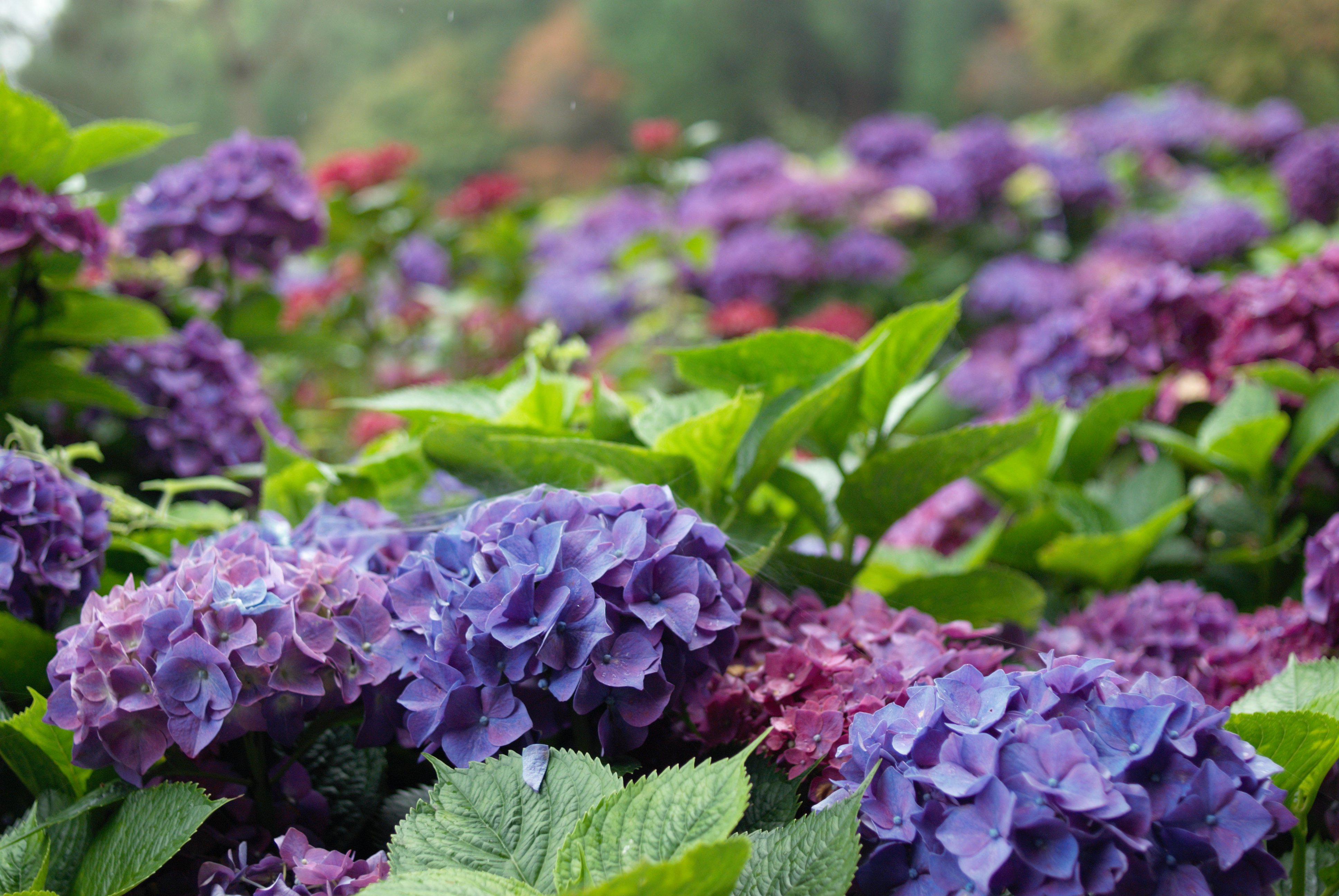 每年5月起,雪霸休閒農場迎來繡球花季,吸引許多賞花遊客。(圖/蕭敬台)
