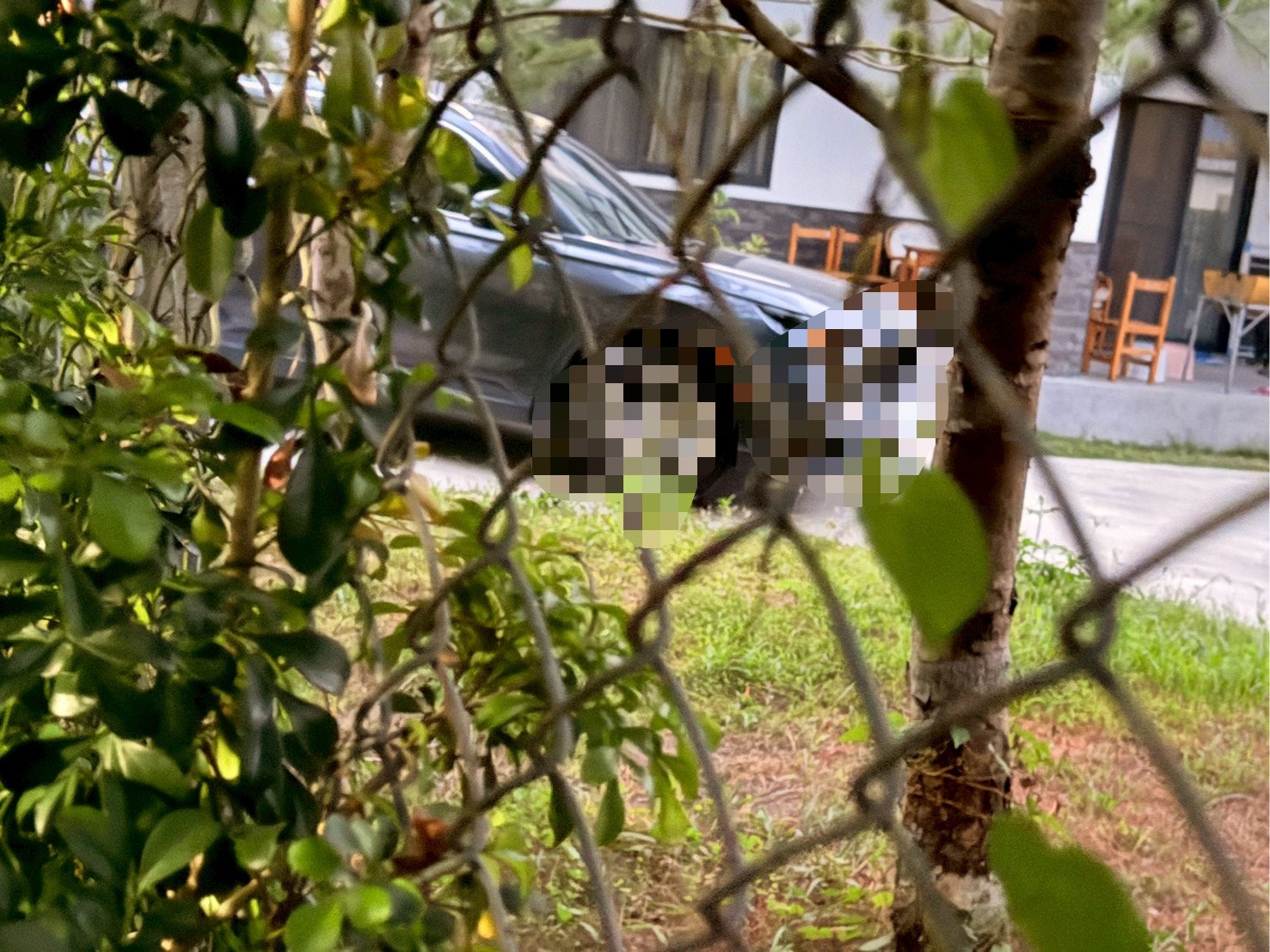 C老師多次被直擊固定在每週四的下午5點多獨自開車到農舍找邱，每回都待了一個小時才開車返家。（讀者提供）