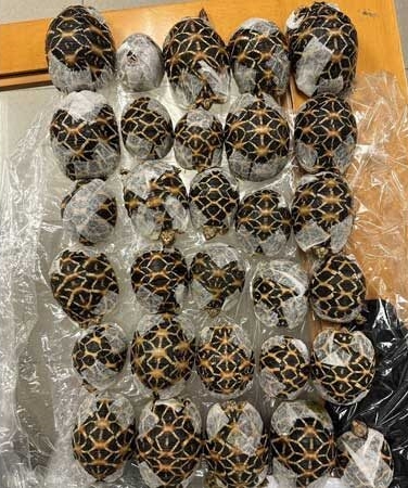 劫後餘生的29隻印度星龜，已由泰國野生動物保護辦公室緊急接手照護。（翻攝自khaosod）