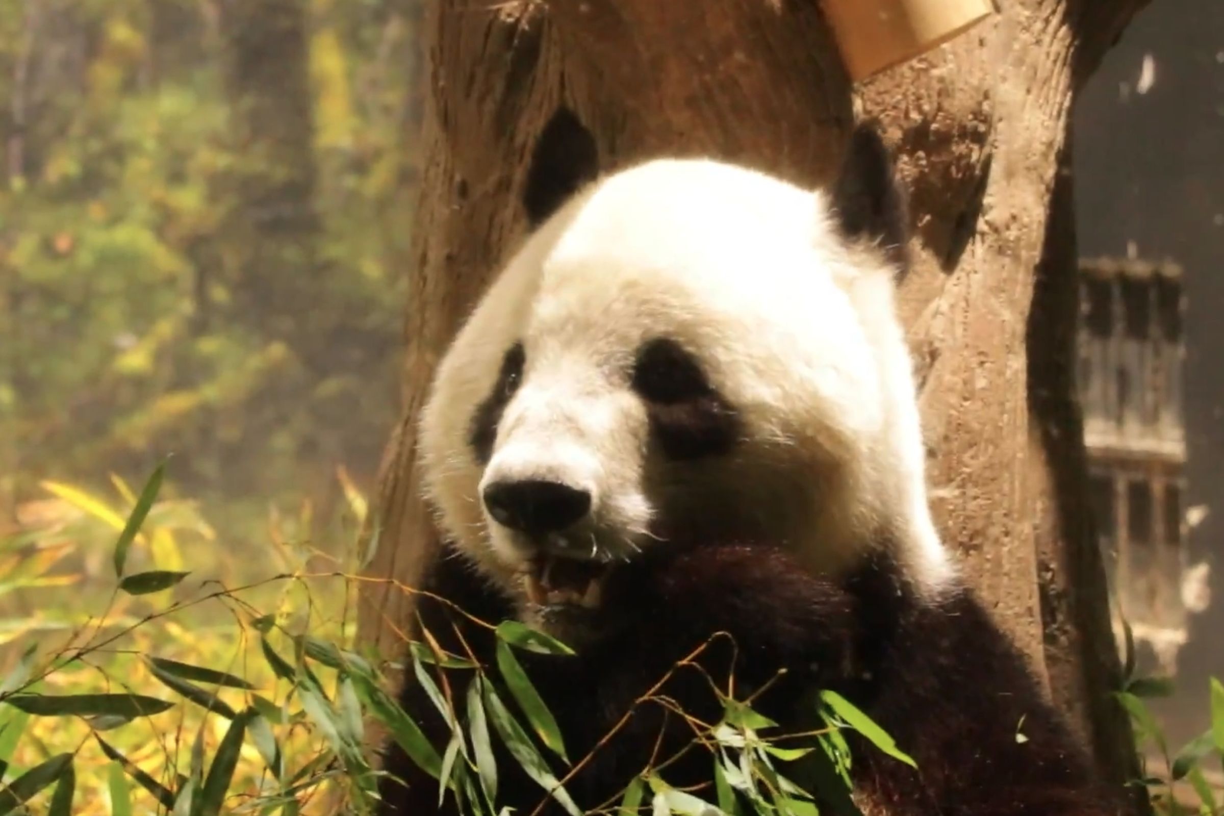 旅居日本東京上野動物園的貓熊龍鳳胎「曉曉」與「蕾蕾」如期於2月前返回中國。(翻攝自上野動物園X)