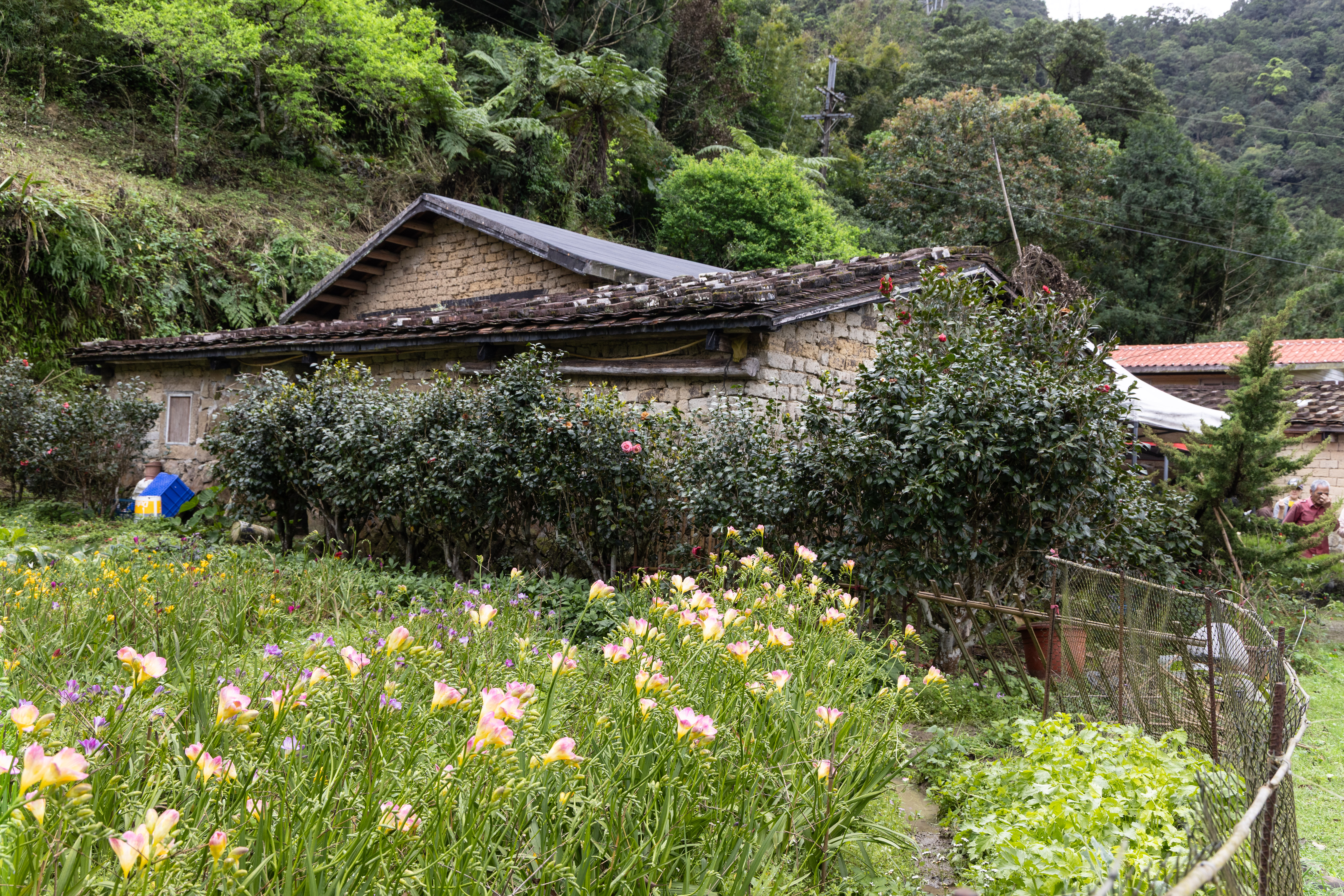 在地茶農傳承五代的老古厝「蔡氏古厝」,為二級古蹟,建造時間約為1880年(清光緒6年)至今。