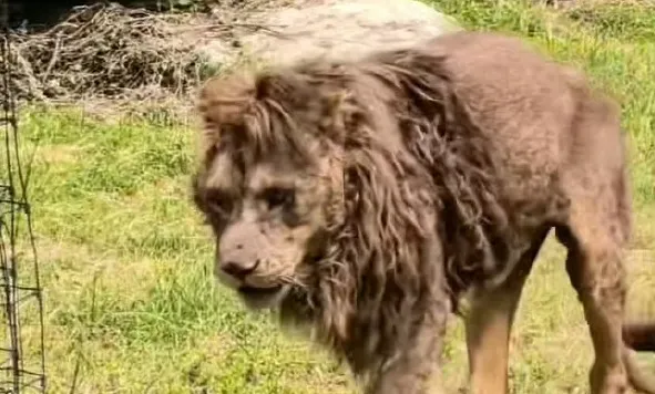 這是百獸之王？動物園「紙片獅」畫面瘋傳　「網憂遭虐待」園方喊：年紀大正常體態