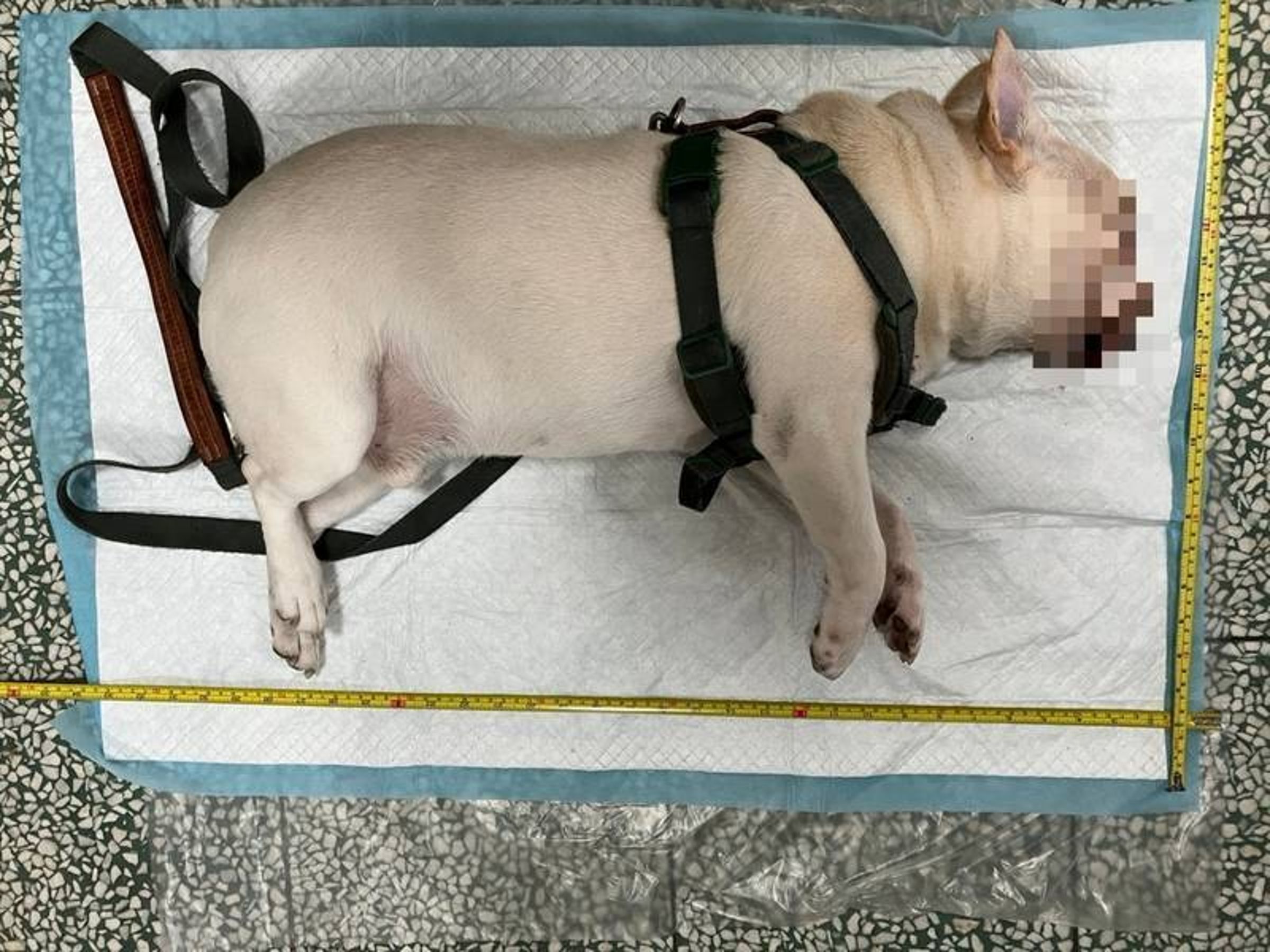 法國鬥牛犬被留在汽車內,導致熱衰竭死亡。(台北市動物保護處提供)