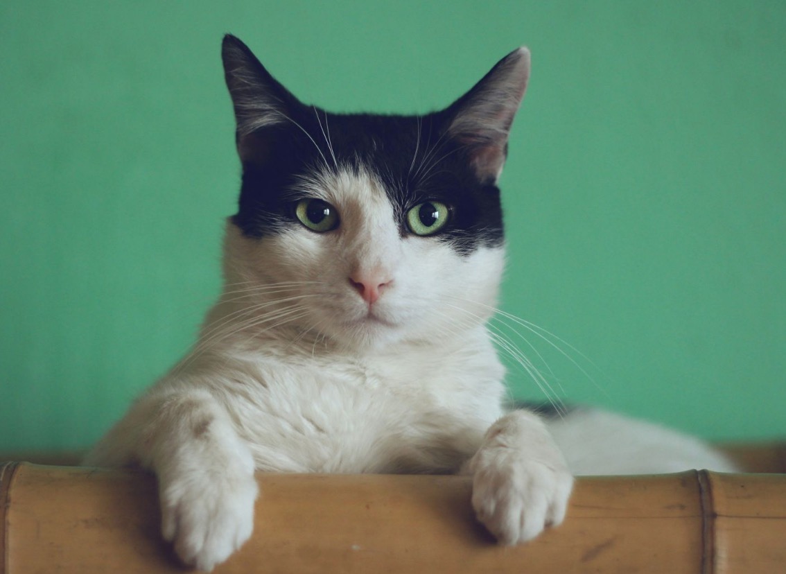 欺負喵星人不能忍！憲兵殘忍虐貓還拍片PO網　退伍離營被逮正著
