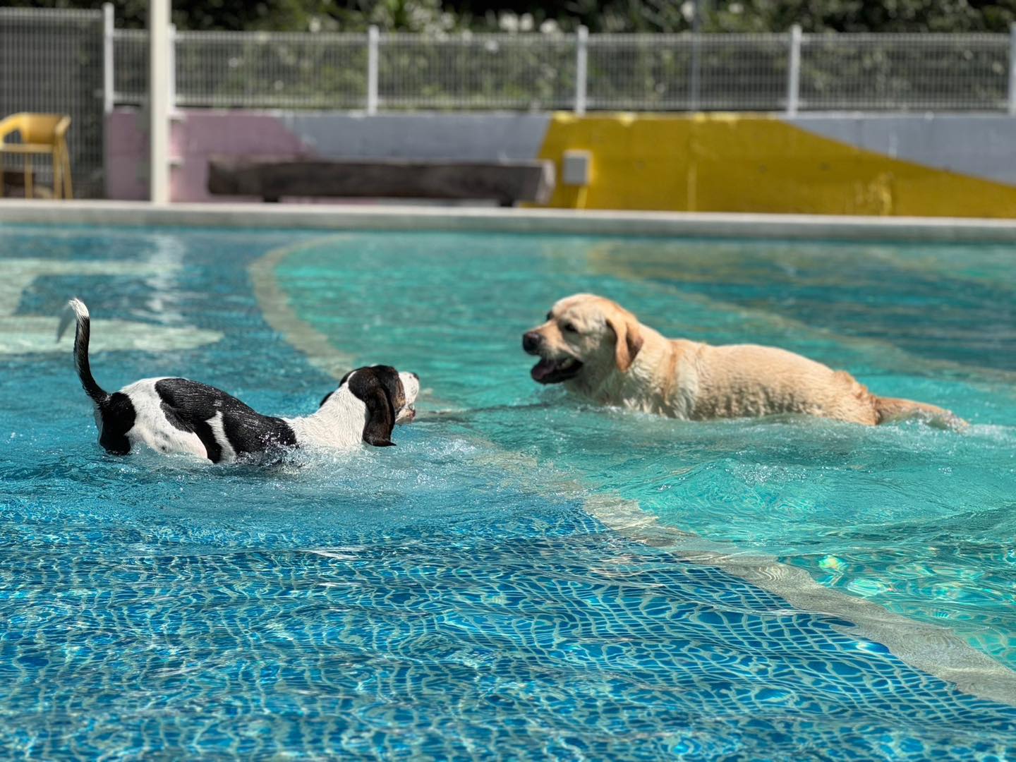 苗栗南庄出現一家強調「毛孩樂園，寵物友善」，集餐廳、泳池、寄宿、民宿一應俱全的綜合性專業豪華寵物園區。（翻攝樂吧溪畔莊園臉書）