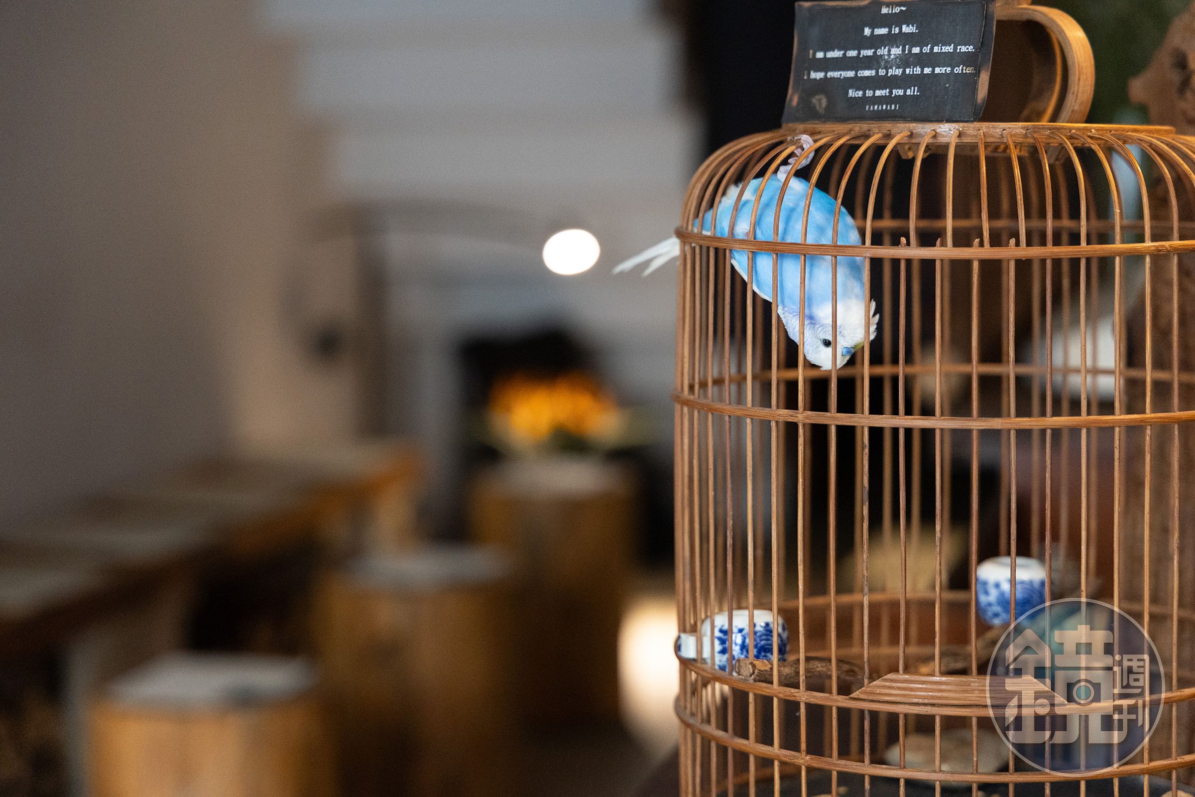 店裡收養著腳受傷的藍色鸚鵡WABI，據說牠心情好時，會展現倒立姿態。