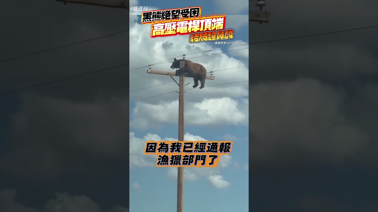 黑熊絕望受困高壓電桿頂端!結局超鼻酸#鏡週刊