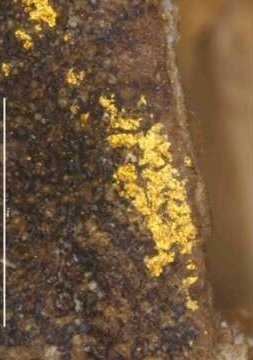 科學分析證實，其種子構造高度吻合當時具備藥用與食用價值的杏仁，更在表面清晰觀測到了金粉附著的痕跡。（翻攝自NHK）