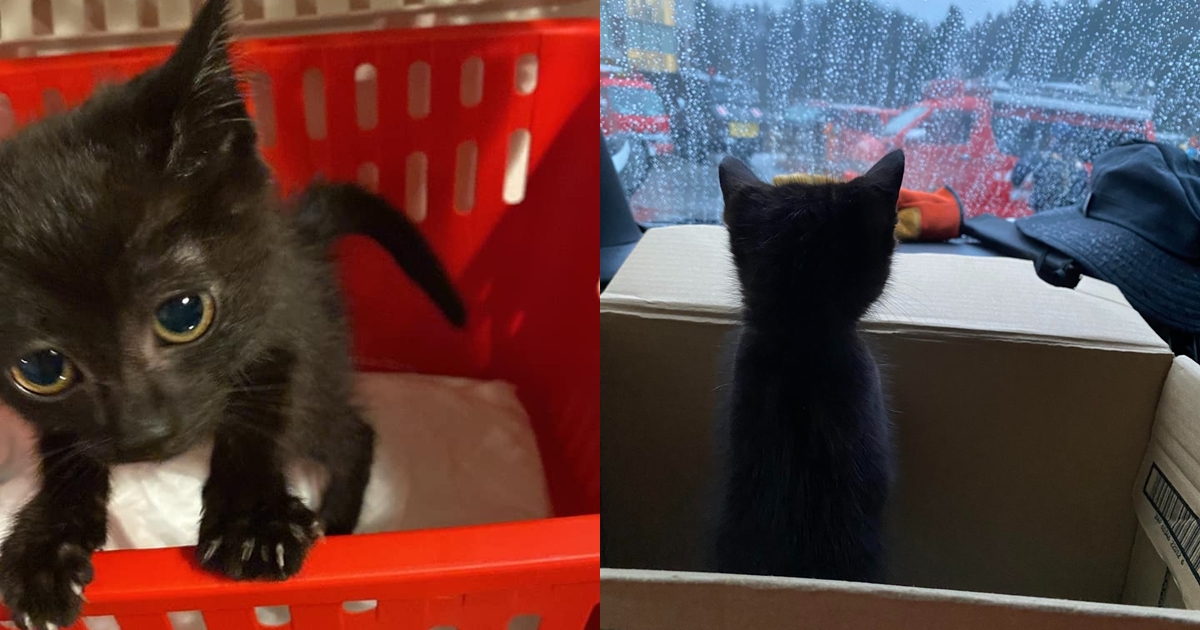 小黑貓被搜救犬隊找到並帶回基地暫時安置。（翻攝自HDS K9 X）