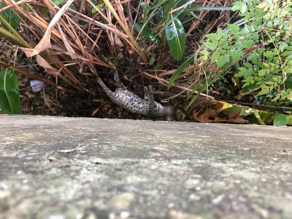 苗栗縣政府16日接獲通報，在台13線南下36公里處發現遭路殺的石虎遺體，遭人棄置邊坡。（翻攝畫面）