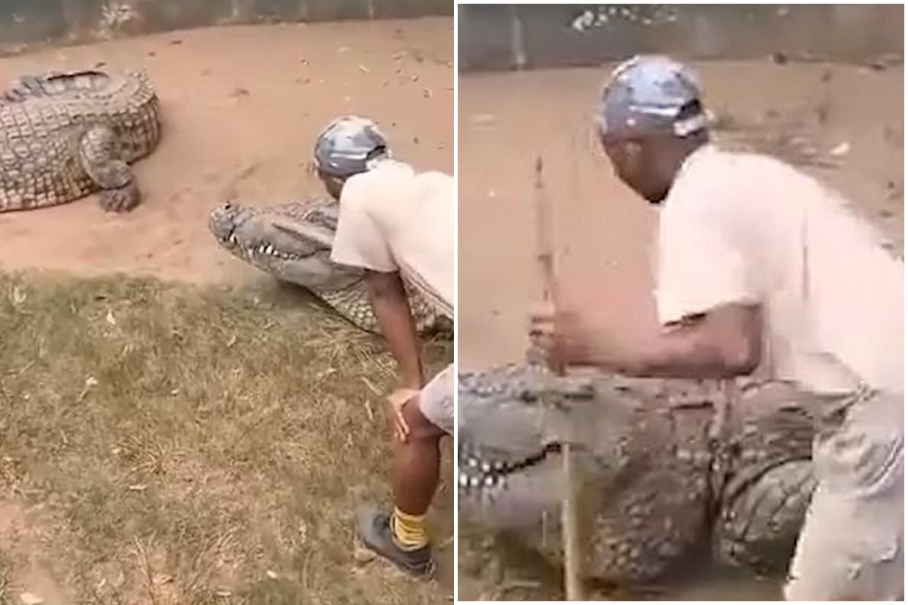 怕爆！鱷魚不滿被保育員「戳戳樂」，當場朝下體攻擊狠咬影片曝光。（翻自《每日郵報》）