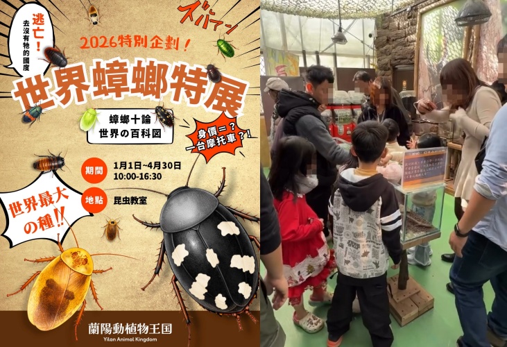 宜蘭「世界蟑螂特展」展出多種稀有蟑螂品種，顏色多樣且部分會發聲，吸引民眾近距離觀察體驗。（翻攝自臉書/蘭陽動植物王国）