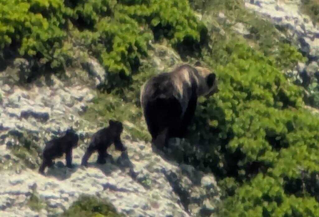 有日本網友6月曾在羅臼岳遇到母子3熊。（翻攝自X）