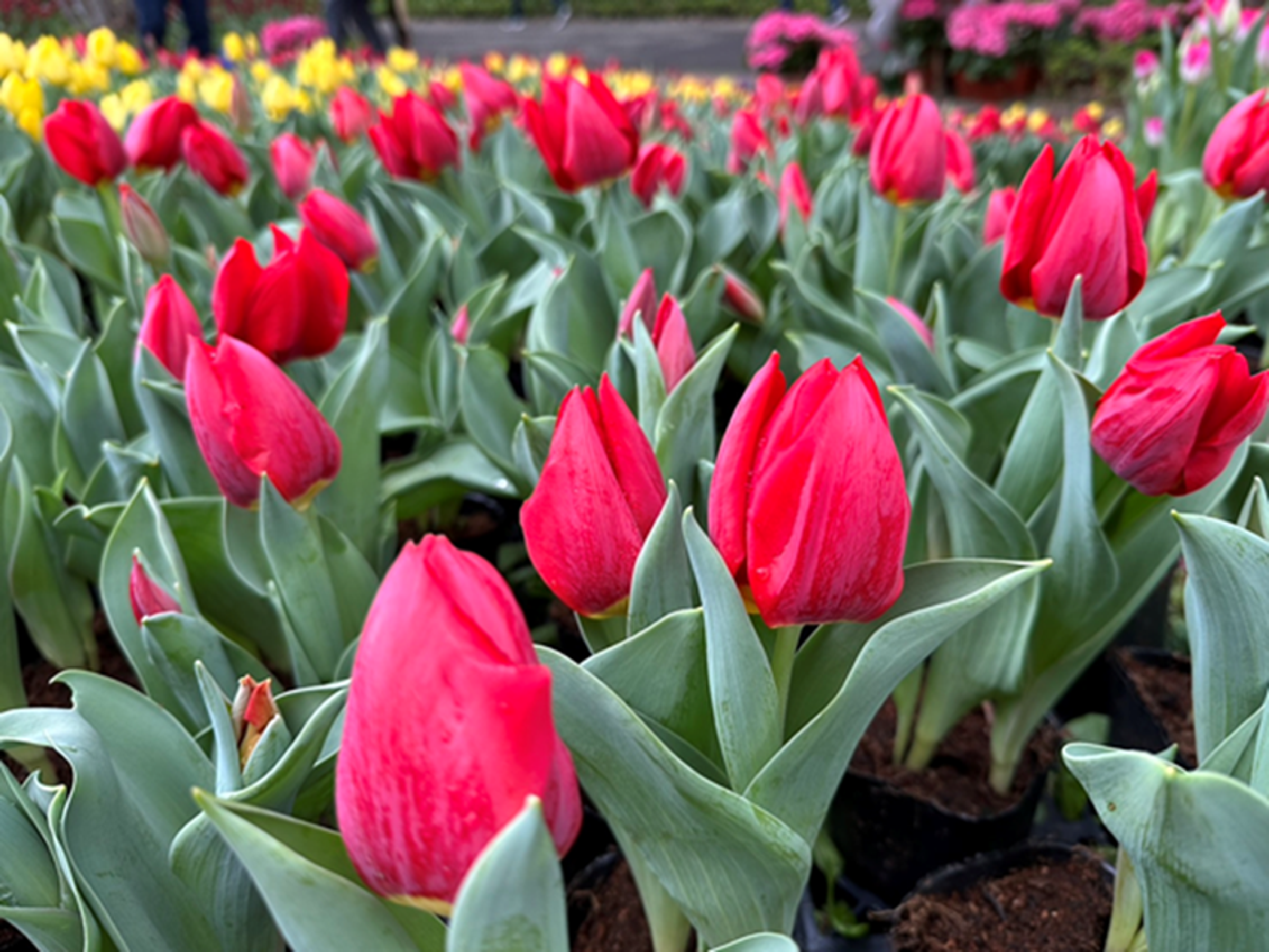 皇室獻上品種「富山紅」是礪波市特有種。（北市工務局公園處提供）