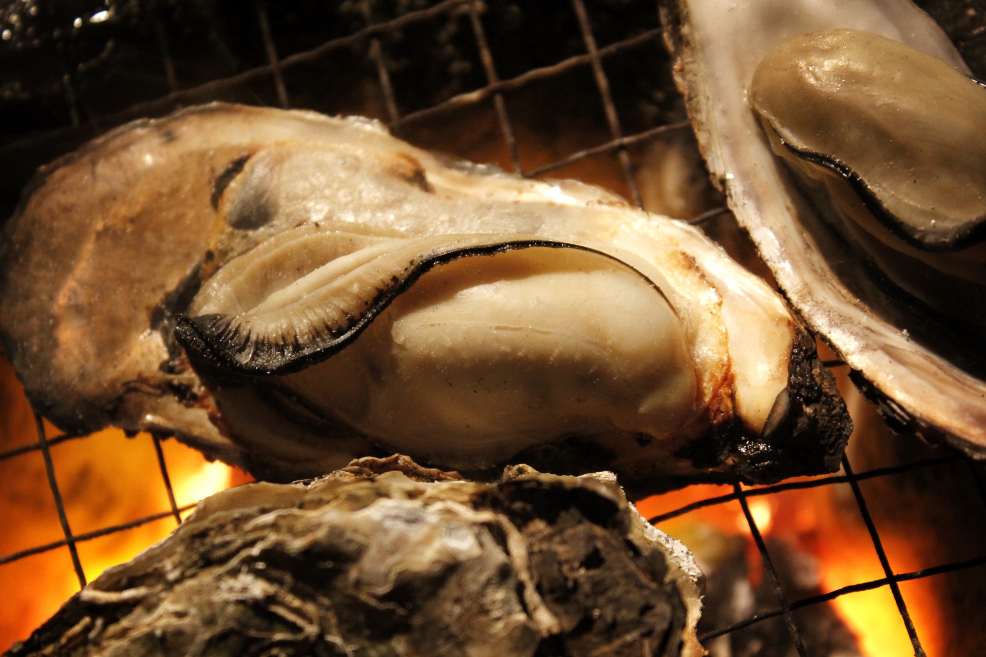 今年廣島沿岸的牡蠣養殖場傳出牡蠣大量死亡的現象。（翻攝自photo-ac）