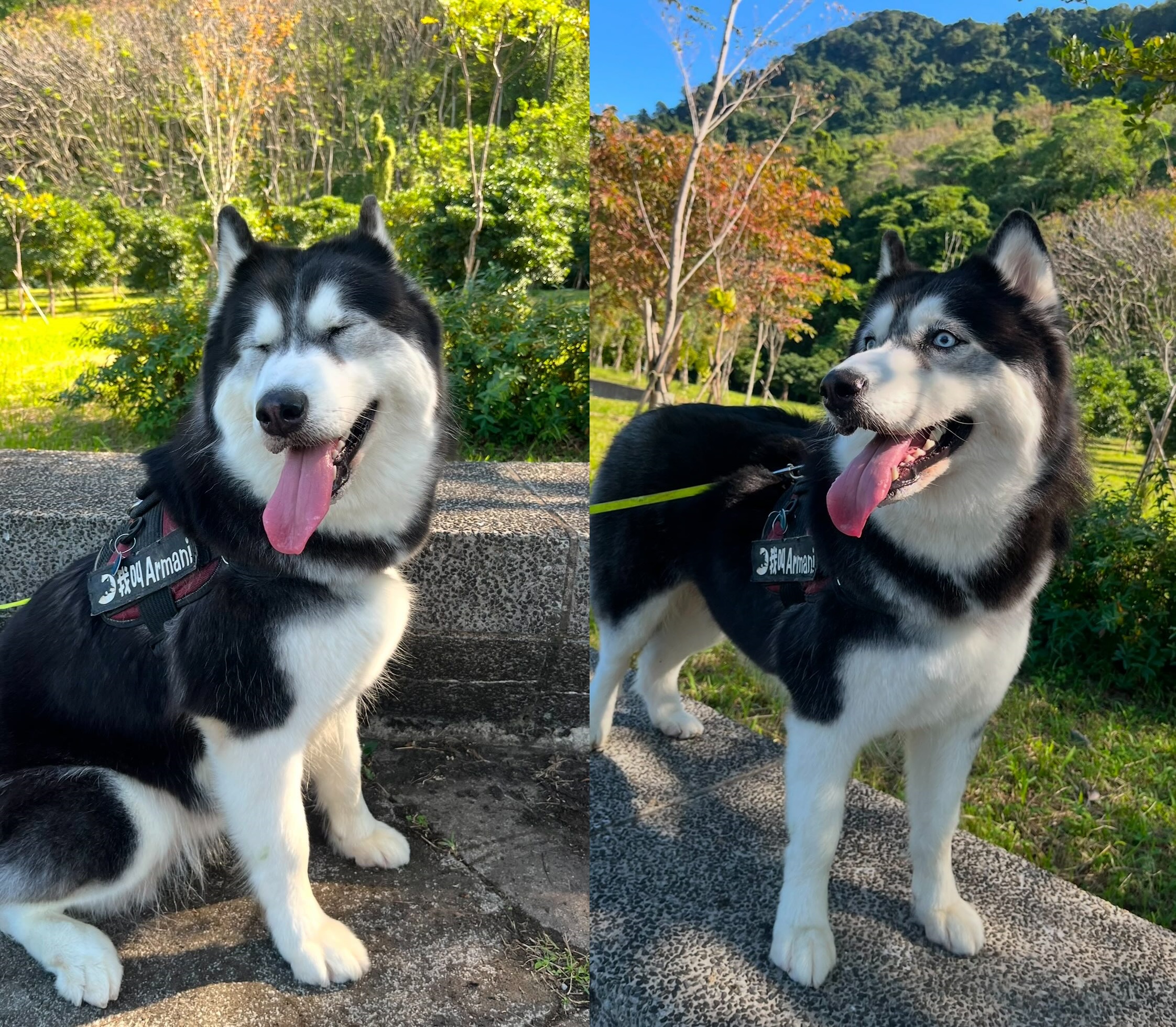 女飼主心碎表示,愛犬送到桃園龍潭某家寵物美容洗澡後,接回的竟是冰冷遺體。(飼主提供)