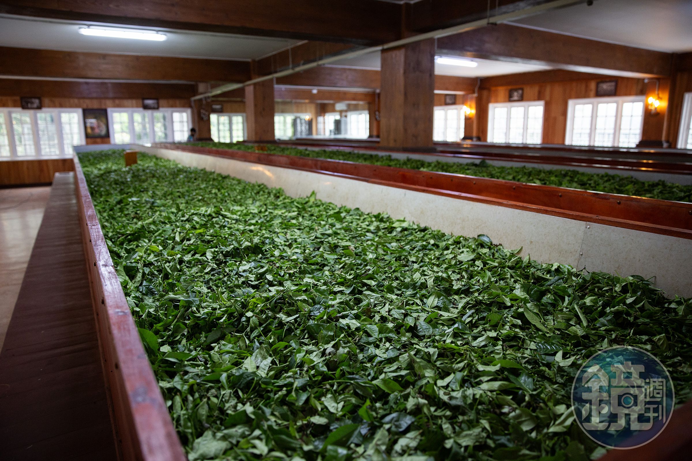 「Kingswood Tea Factory」二樓烘乾區持續送出冷風,在這裡能聞到茶葉帶著生澀青草氣息。