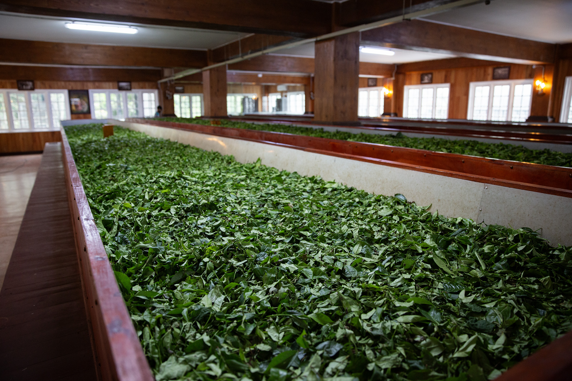 「Kingswood Tea Factory」二樓烘乾區持續送出冷風，在這裡能聞到茶葉帶著生澀青草氣息。
