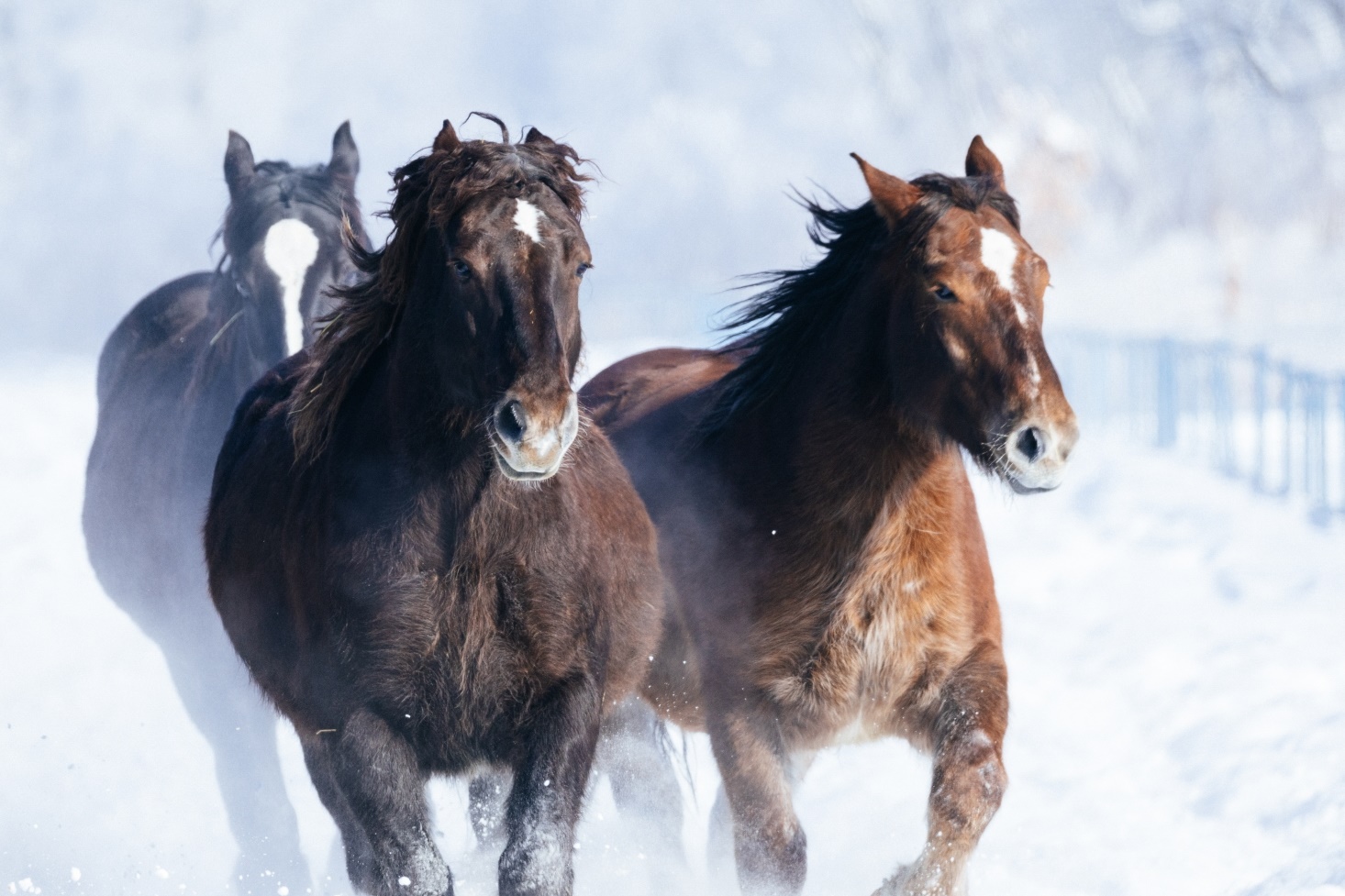 2026迎農曆馬年,祝大家馬上有錢。(示意圖,photoAC)