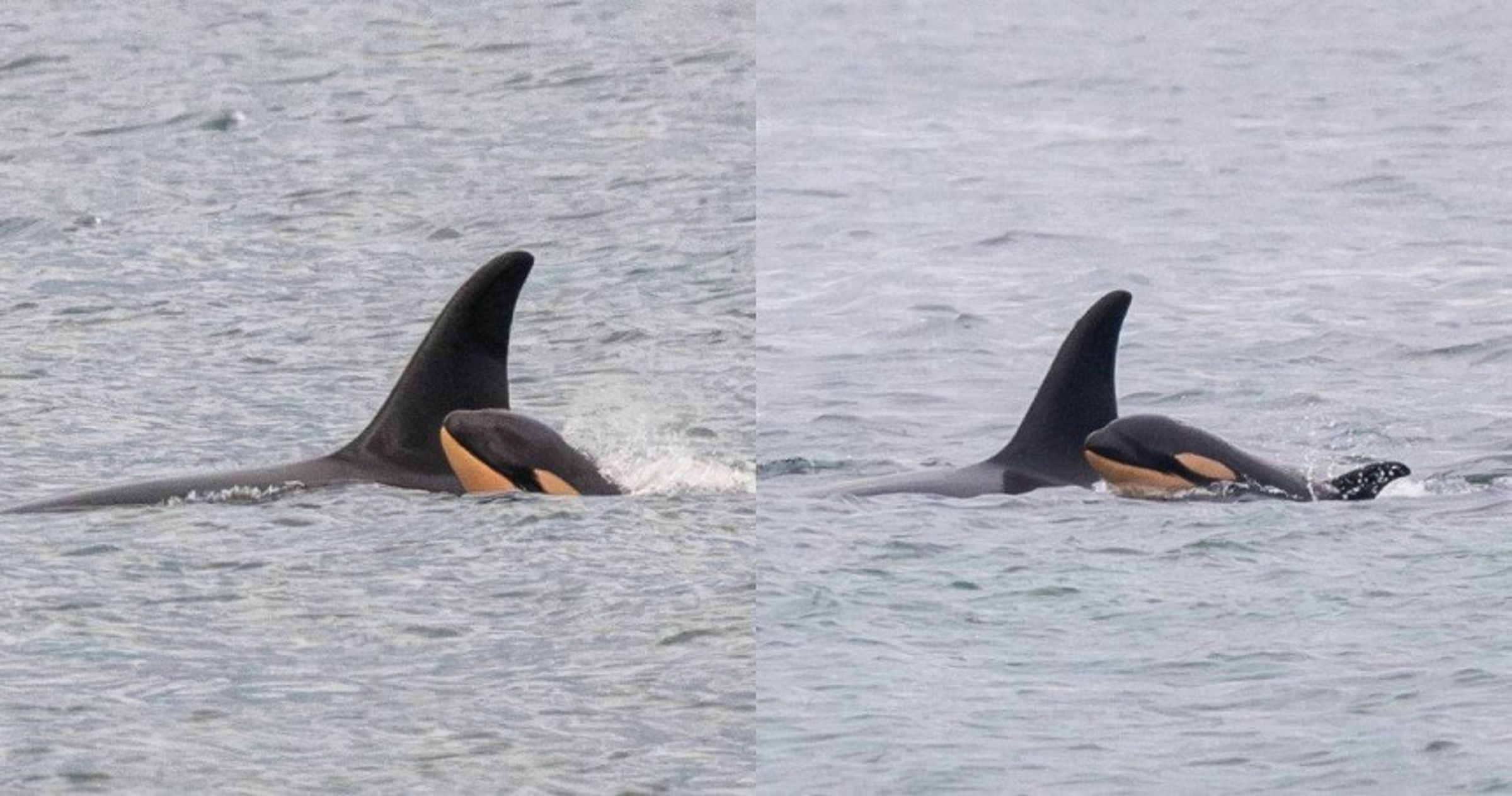 2018年,泰勒夸才歷經喪子之痛。(翻攝自臉書Center for Whale Research)