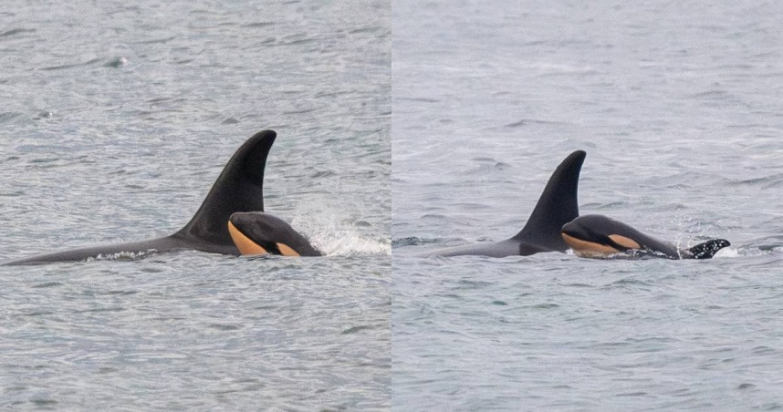 2018年，泰勒夸才歷經喪子之痛。（翻攝自臉書Center for Whale Research）