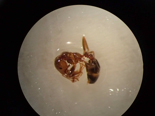 中國貨櫃藏大批致命紅火蟻。（翻攝環境部官網）