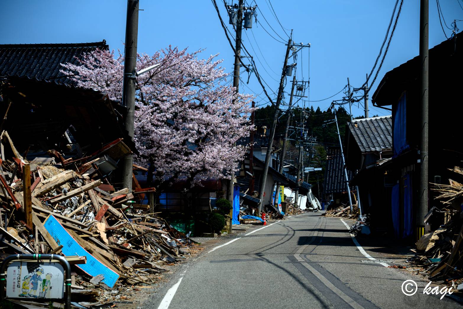 地震災區櫻花盛開，災民希望重建之路也能早日春暖花開。（鍵主哲提供）