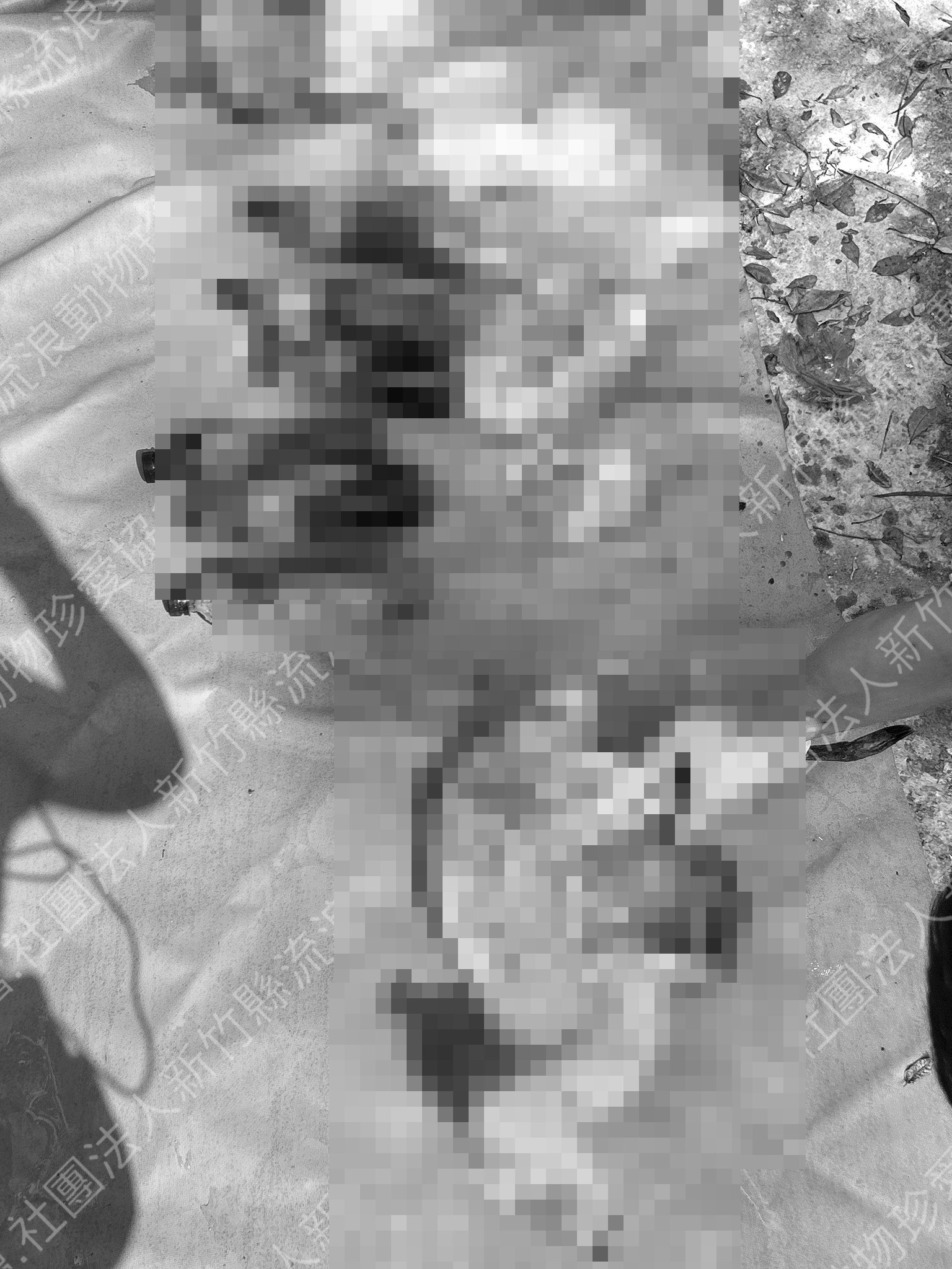 6大箱冰櫃內除了狗肉、狗尾巴外，甚至還驚見許多國家保育動物，包含山羌、水鹿、山羊、果子狸、幼獾及穿山甲等遺體，畫面令人怵目驚心。（翻攝自社團法人新竹縣流浪動物珍愛協會臉書粉專）