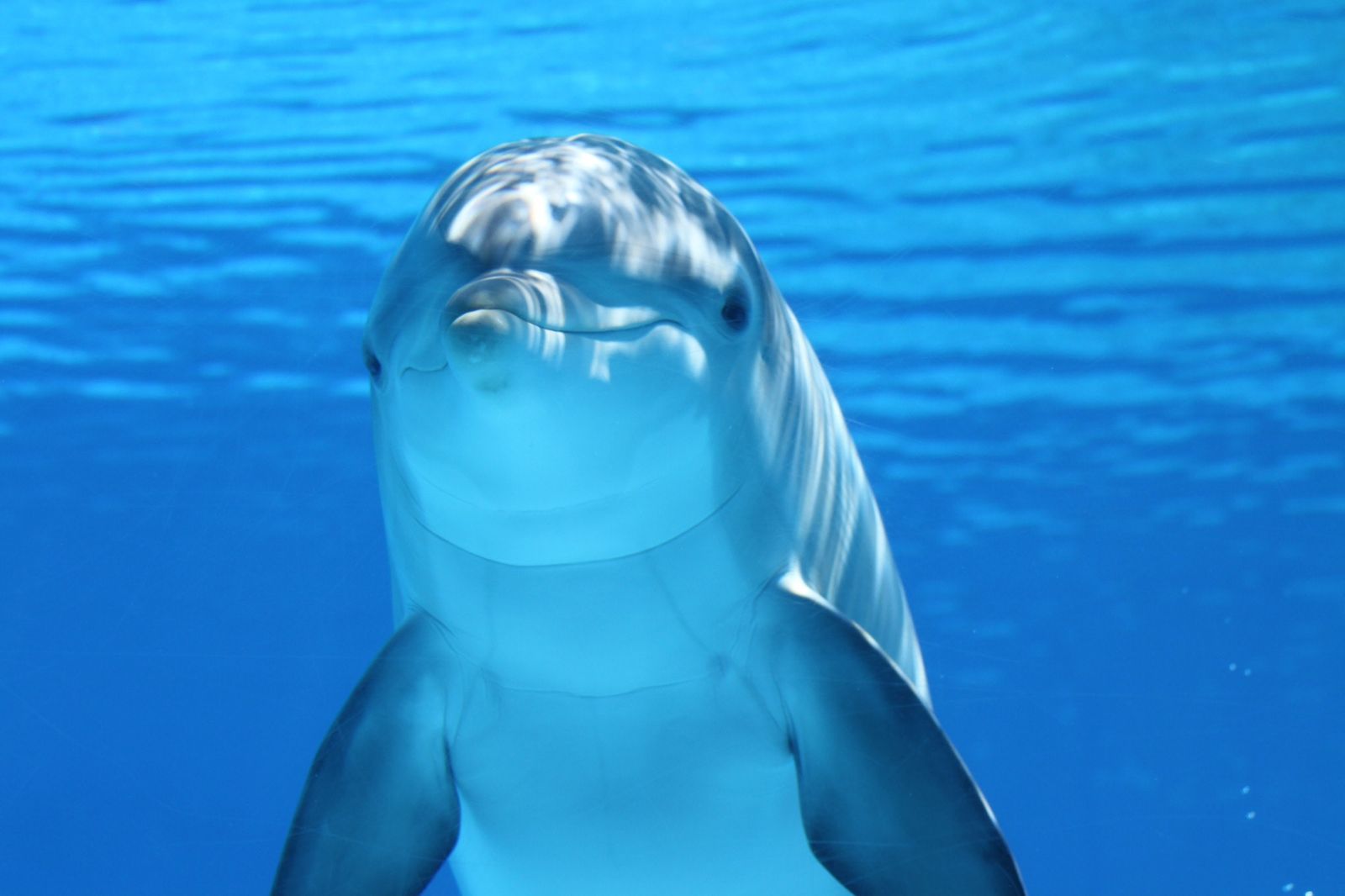 墾丁南灣出現小海豚，還與人共游。示意圖，非當事海豚。（pexels）