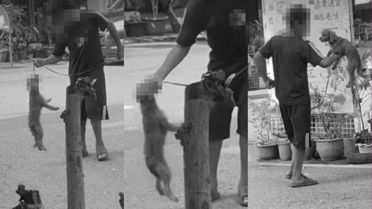 台中東區近日爆出一名年約10歲男童,年紀輕輕竟疑似凶狠的虐待一隻紅貴賓。 (翻攝自臉書「虐待動物惡人整理」)