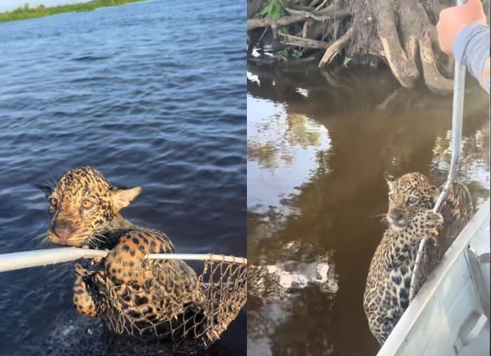 漁夫用漁網小心撈起小豹寶寶的畫面，網友直呼感動又緊張。（翻攝自tiktok @vanderlei_rabi）