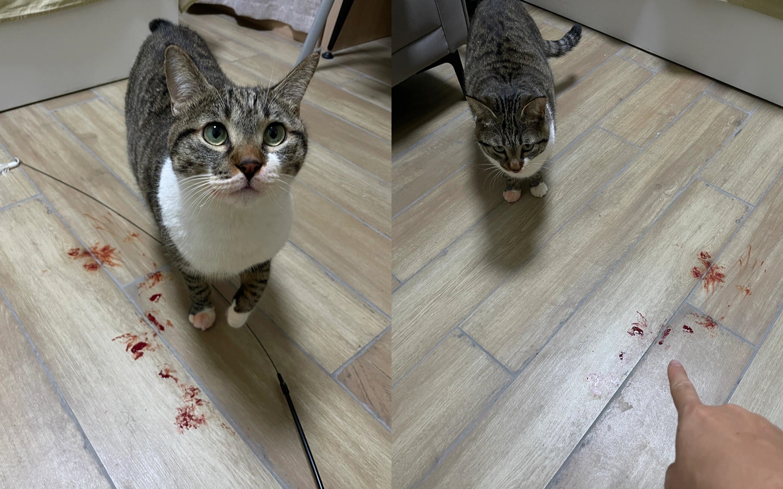 網友家的貓玩破茄紅素膠囊，乍看之下地上的紅漬猶如血漬。（翻攝自臉書社團「貓咪也瘋狂俱樂部 CrazyCat club」）