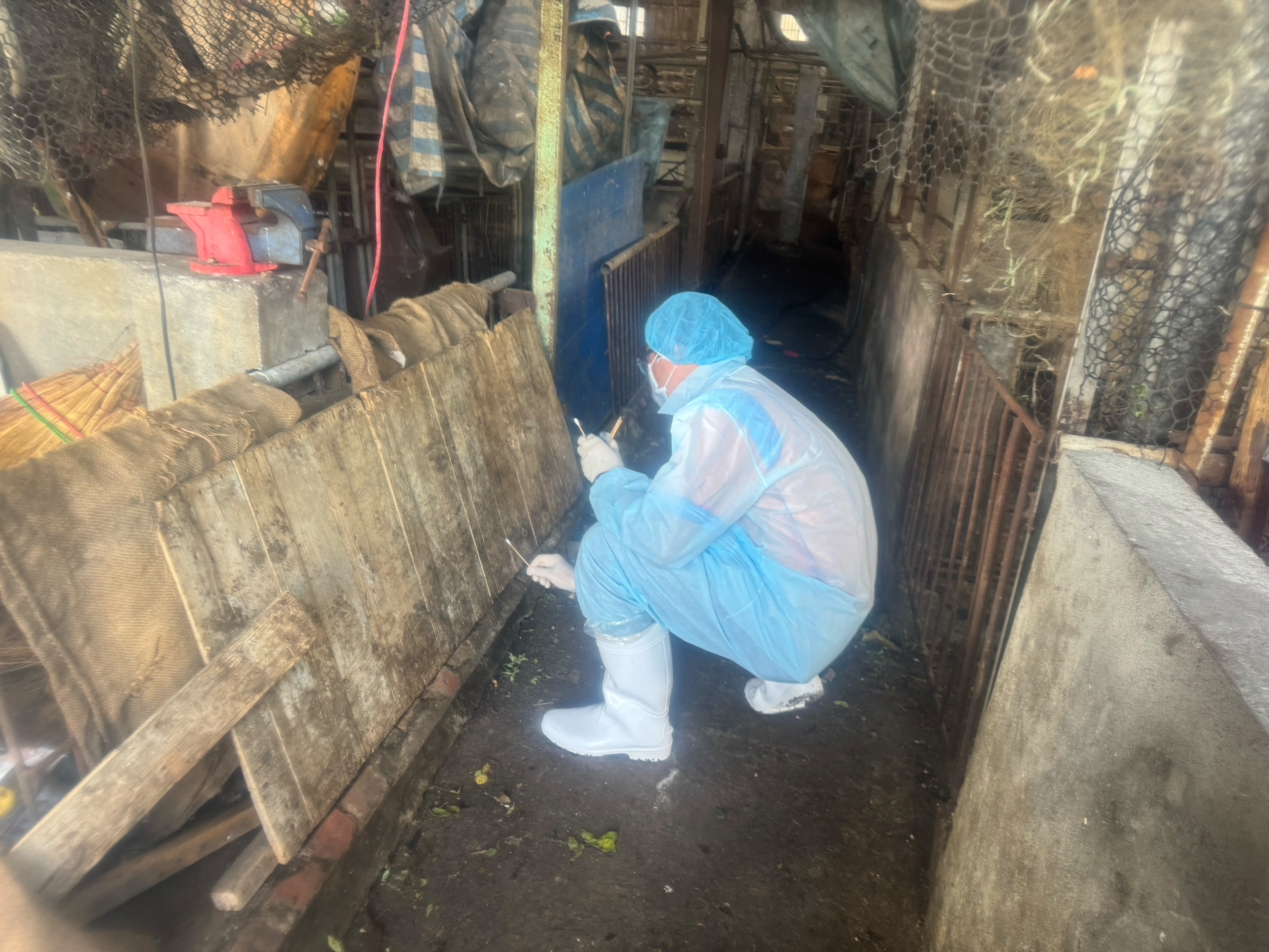 農業部確保養豬場檢疫工作，到現場採樣化驗。（農業部提供）
