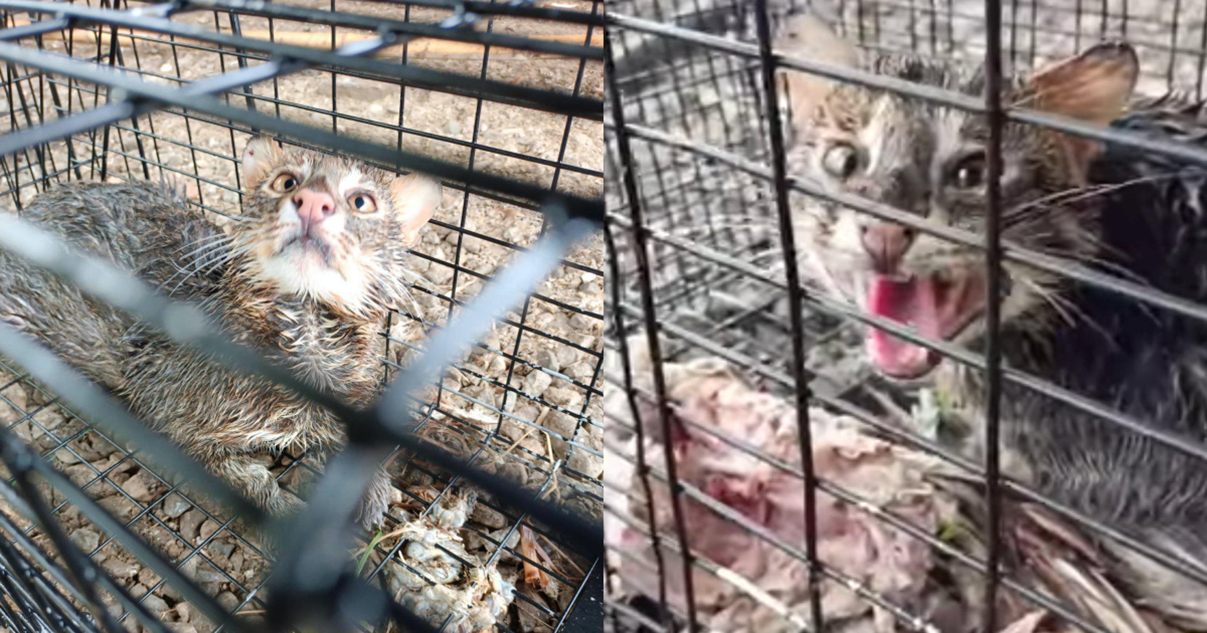 石虎進入果園雞舍吃雞,昨日被誘捕成功。(翻攝自涂姓果農臉書)