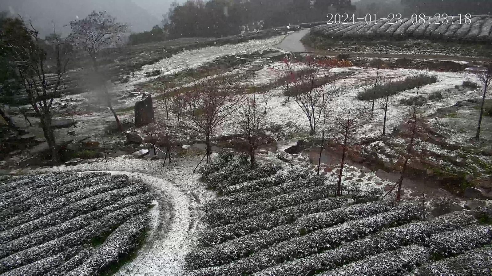 寒流發威，新北市三峽區熊空地區今上午也飄起雪。（圖／翻攝自台灣農林熊空茶園 臉書）