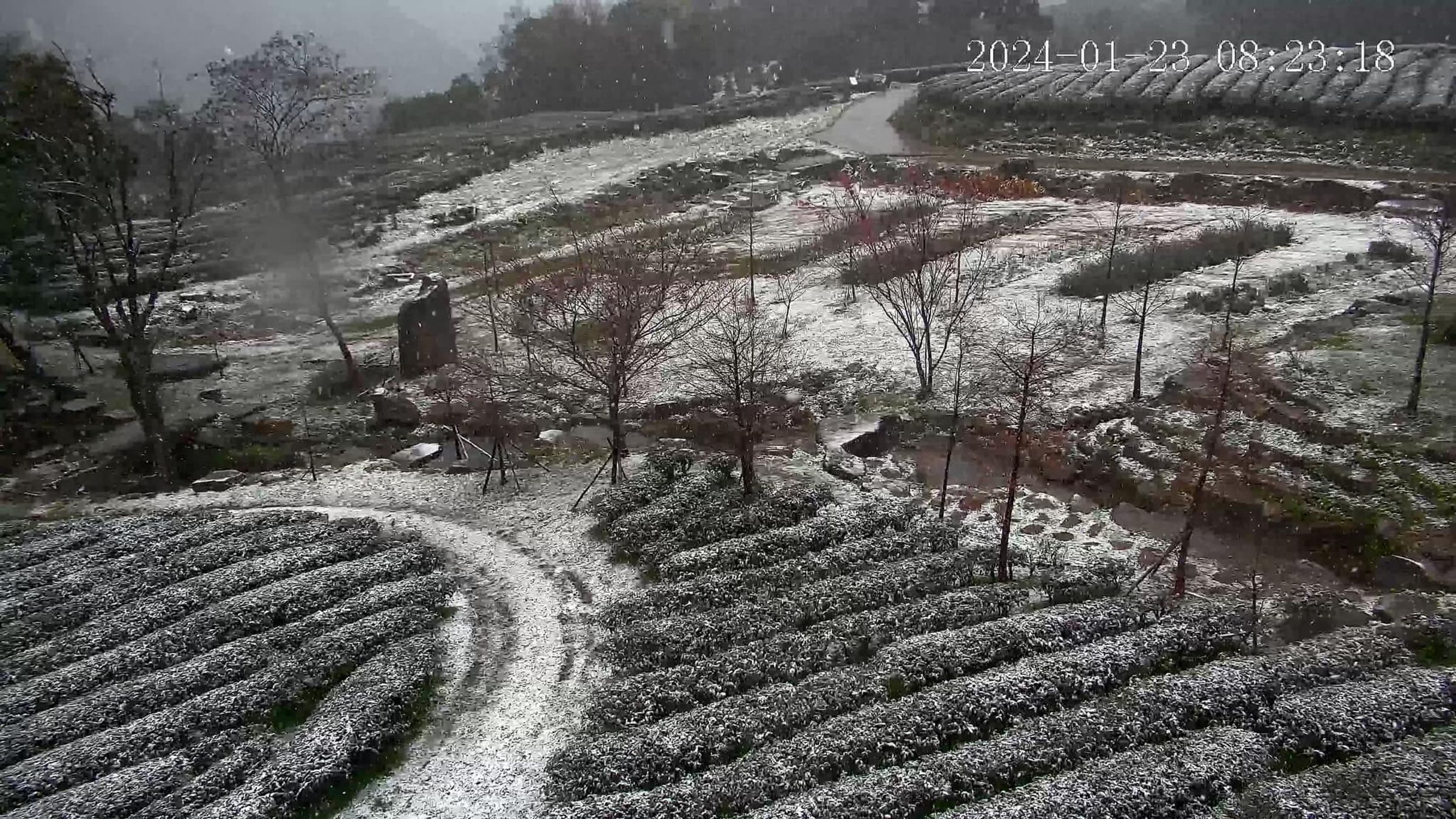 寒流發威，新北市三峽區熊空地區今上午也飄起雪。（翻攝自台灣農林熊空茶園）