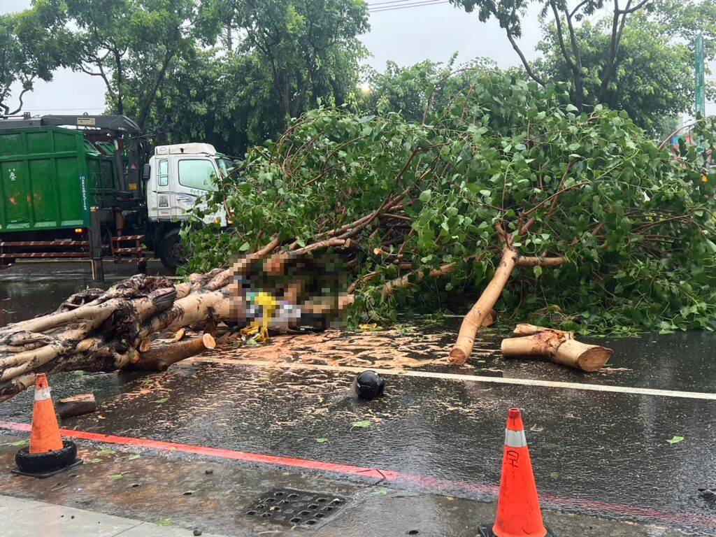女騎士被倒塌路樹重壓，命危送醫。（翻攝記者爆料網）