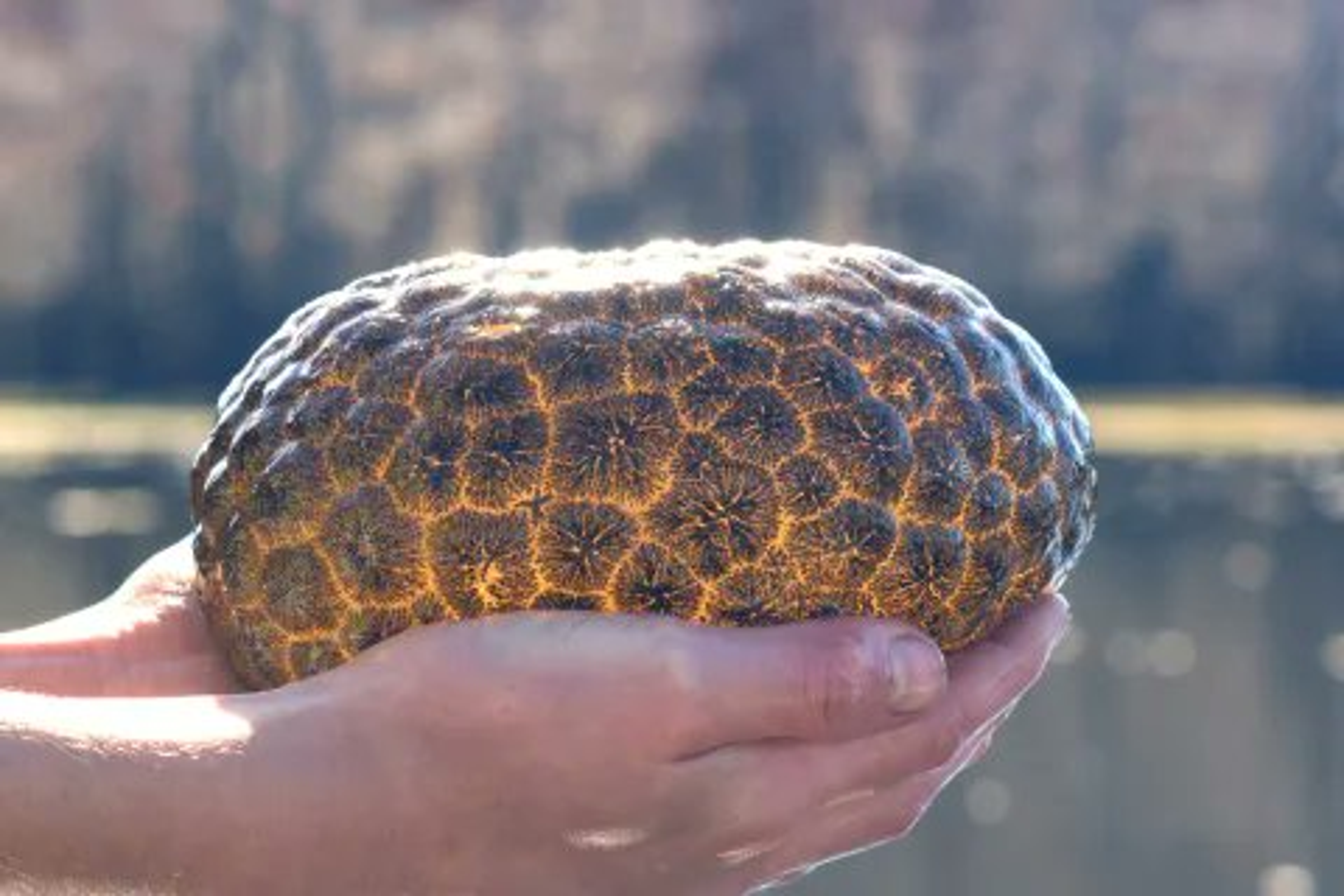 荷蘭運河驚現橘色發光不明物體,一度被民眾當成外星生物。(翻攝X@guille_farrell)