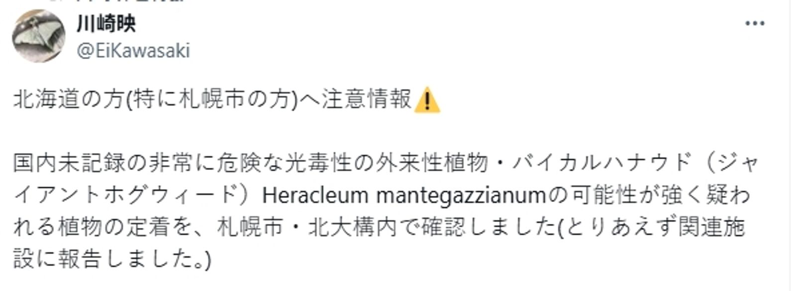 川崎映先前在社群媒體X上表示,可能是大豕草。(翻攝自X)