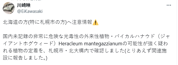 川崎映先前在社群媒體X上表示，可能是大豕草。（翻攝自X）