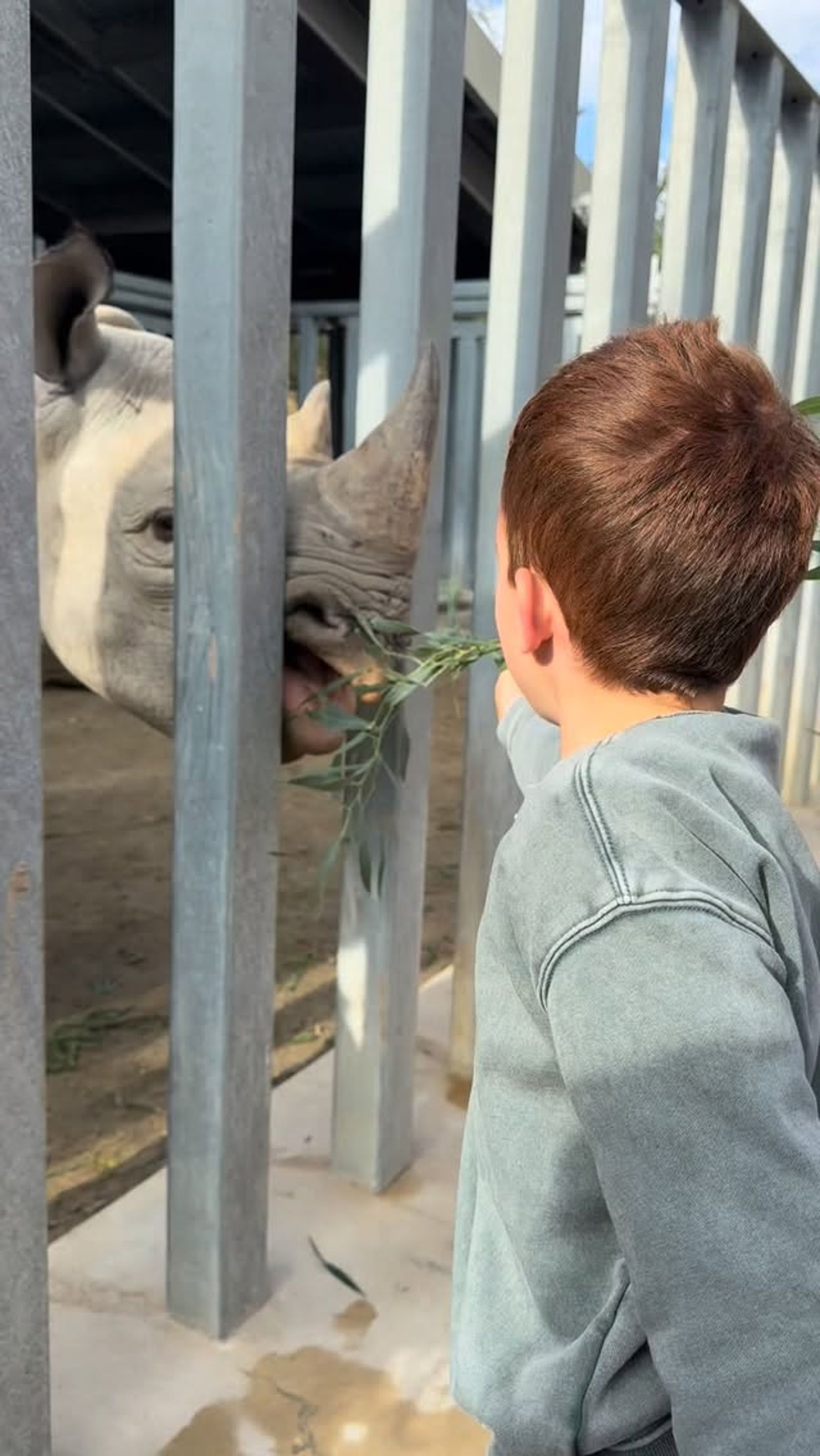 亞契到動物園餵犀牛，在動物園餵食犀牛，濃密紅髮在陽光下格外顯眼。（翻攝meghan IG）
