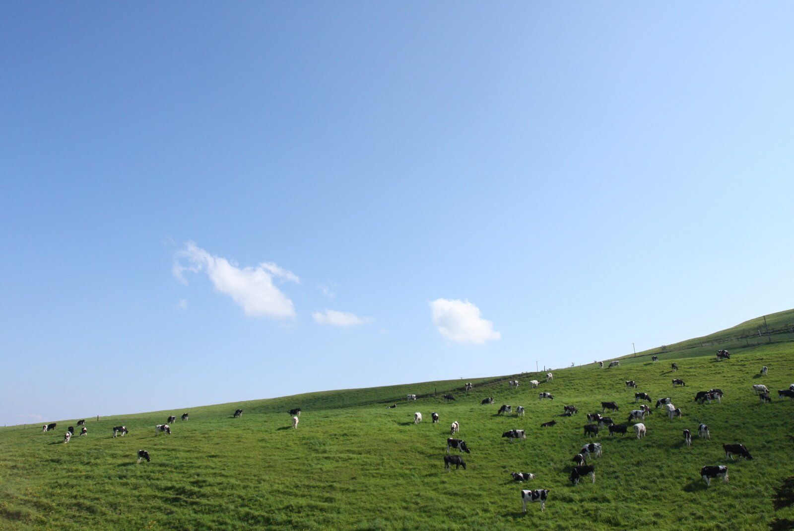 2,000頭放牧的牛隻悠閒在草地漫步。（翻攝北海道官方旅遊網站）
