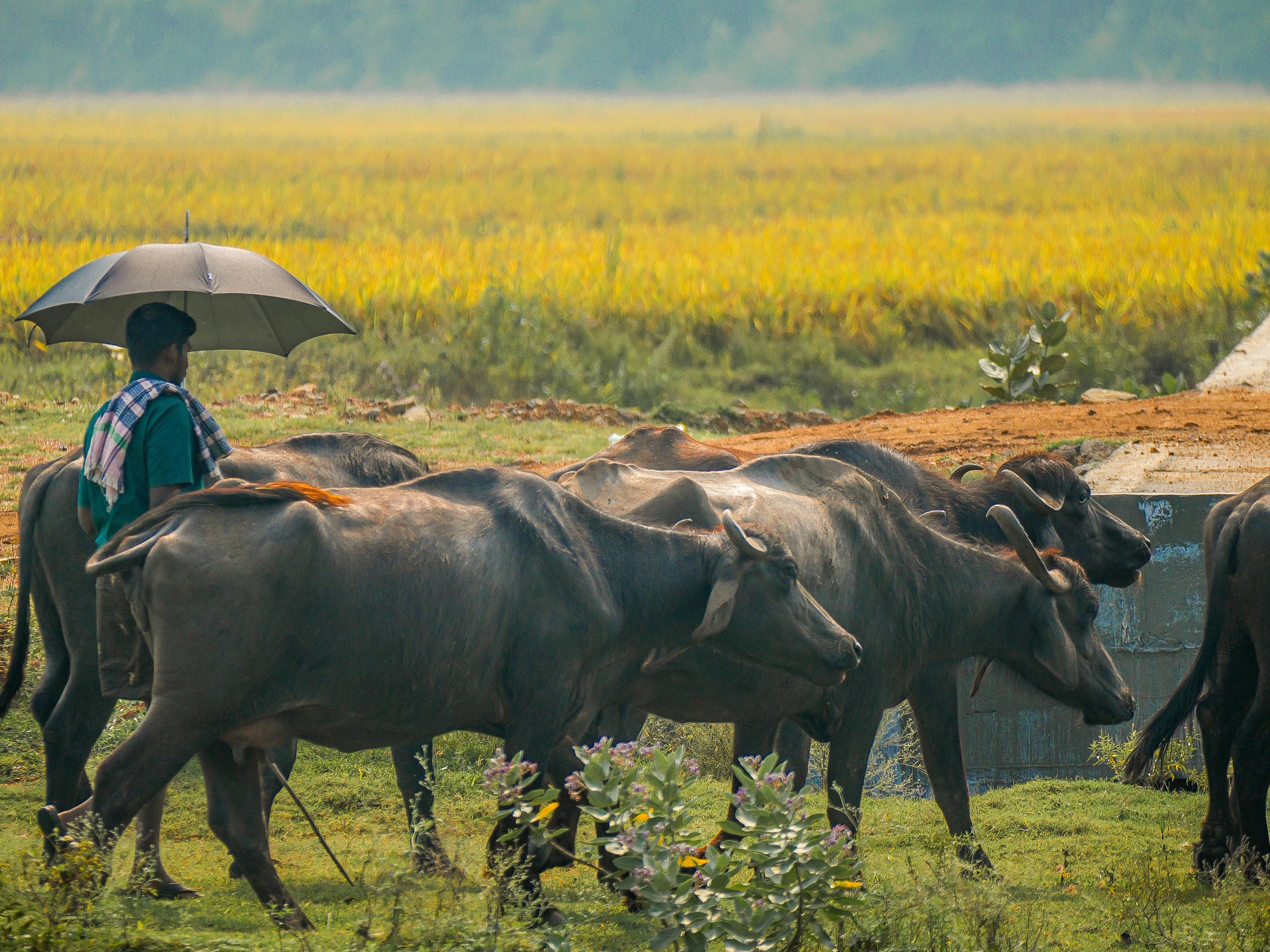 印度一名25歲男子多次與飼養的水牛發生性行為後，開始認為自己「逐漸變成水牛」。（示意圖；翻攝自pexels）