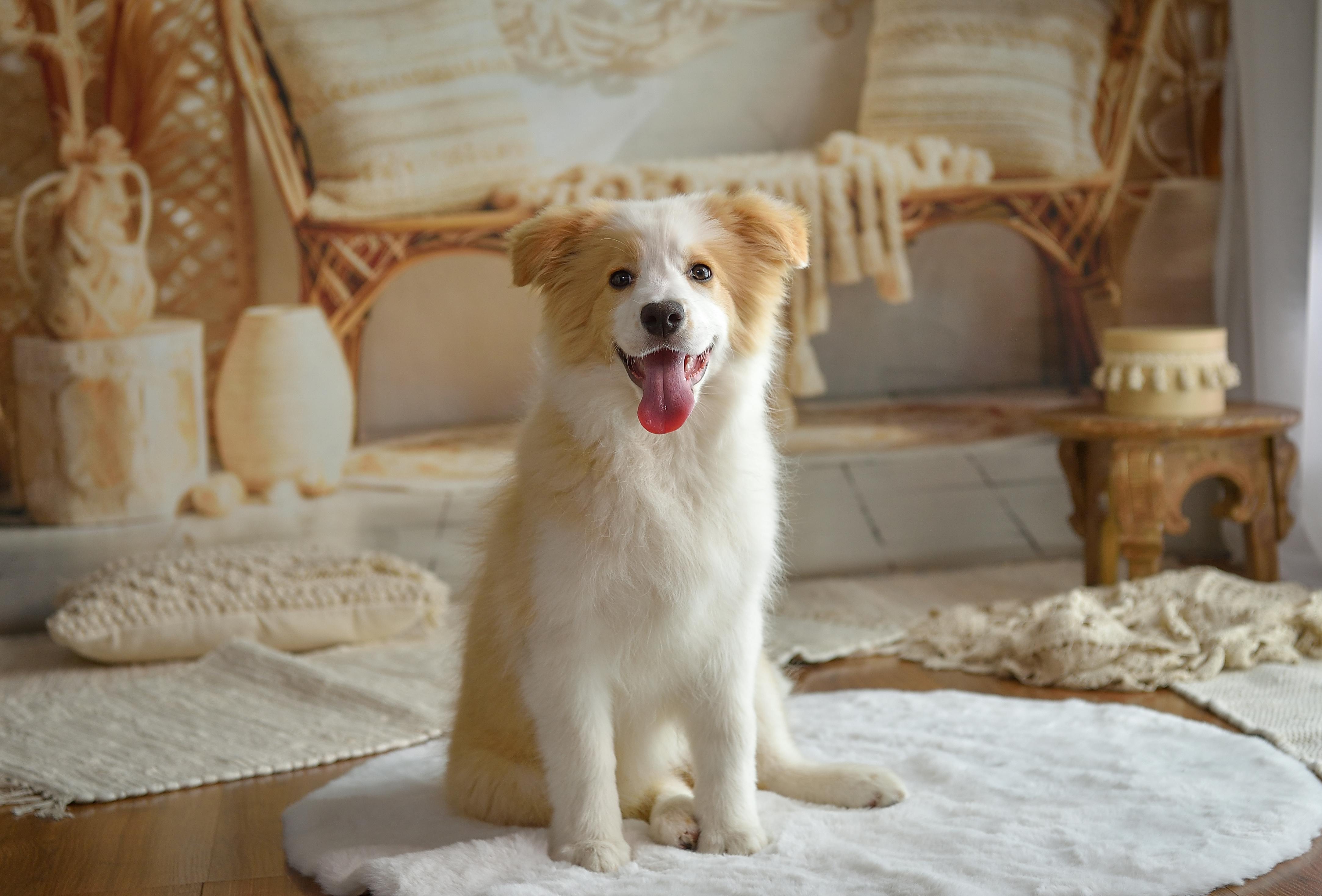 狗狗天生懂得安慰人，實驗也證實，狗狗的臉部表情能喚起人類熟悉的安全感，達到舒壓效果。（示意圖／pexels）