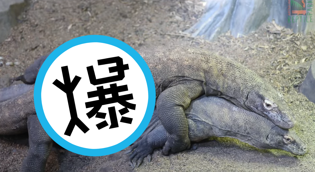 龍年來看真龍！科摩多龍18禁「飛龍式愛愛」，保育員好興奮。（翻自澳洲爬蟲公園YT）