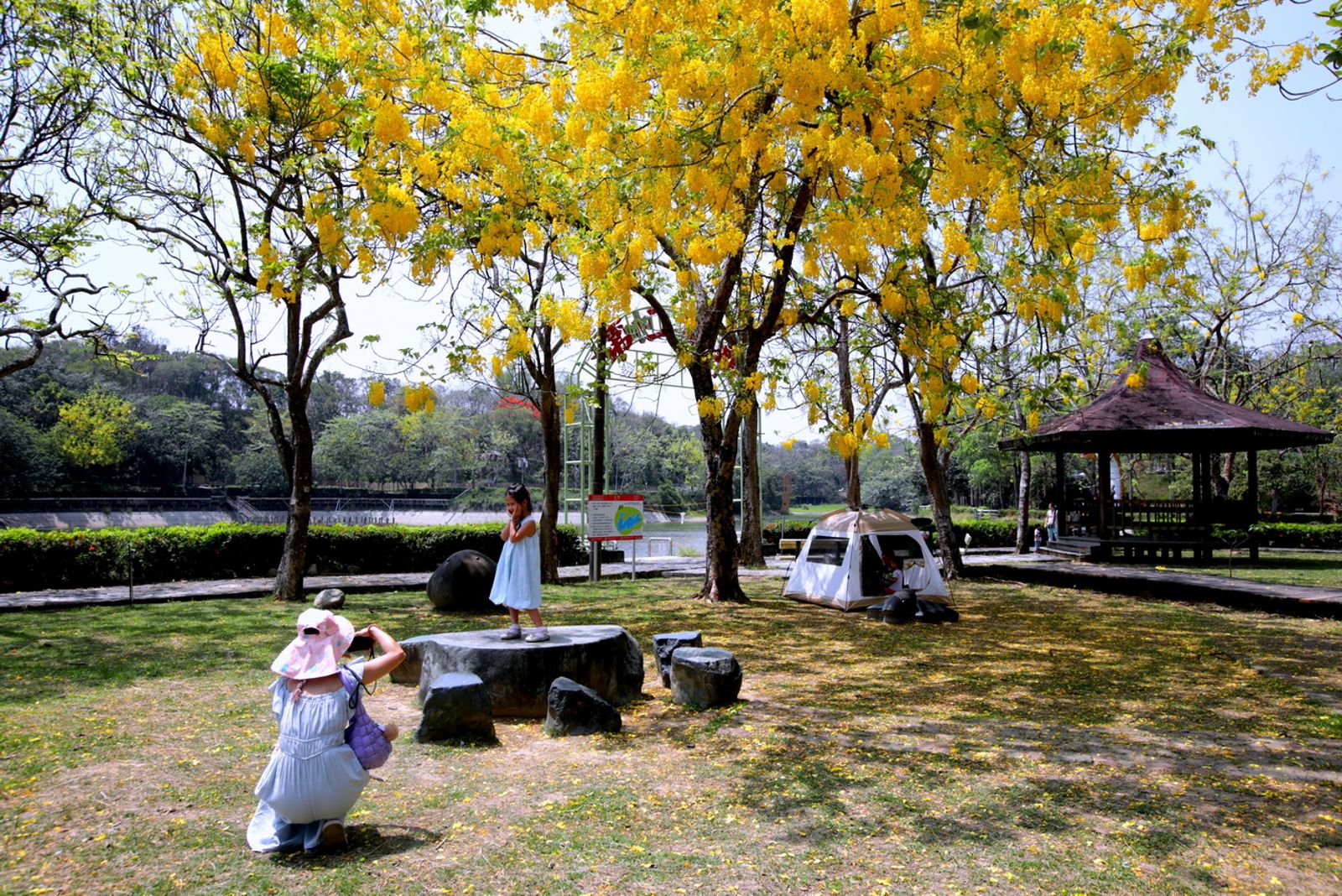 阿勃勒為台灣常見的行道樹與庭園樹種，台南多處都能欣賞金黃花海美景。