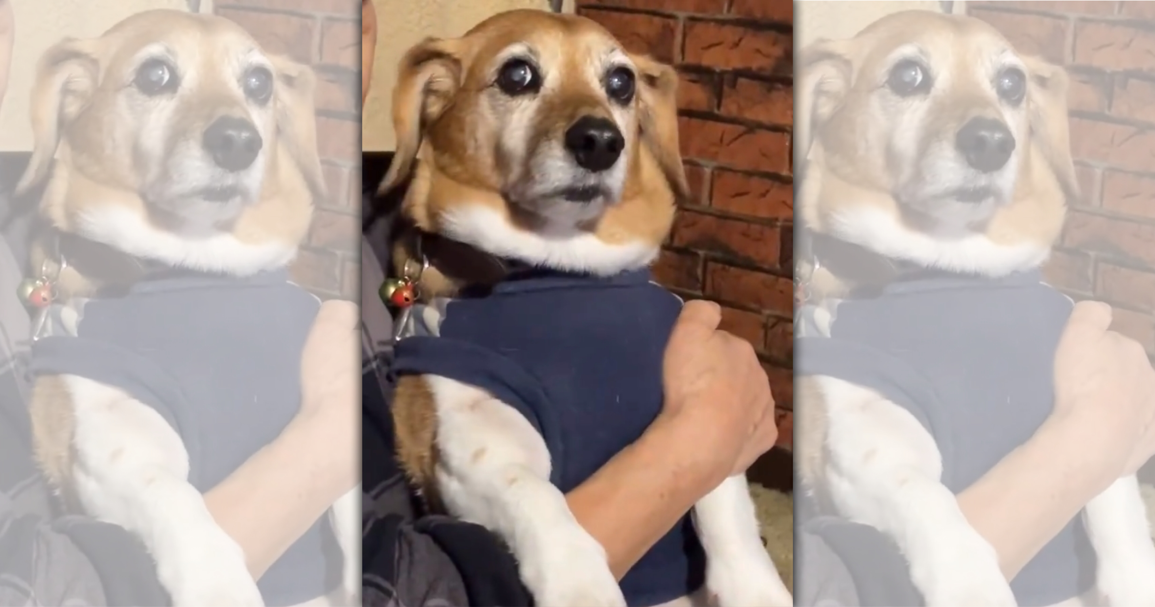 住在宮城的14歲狗狗，因為地震想起了311的恐懼，不停發抖。（翻攝自X@shin_hayasaka）