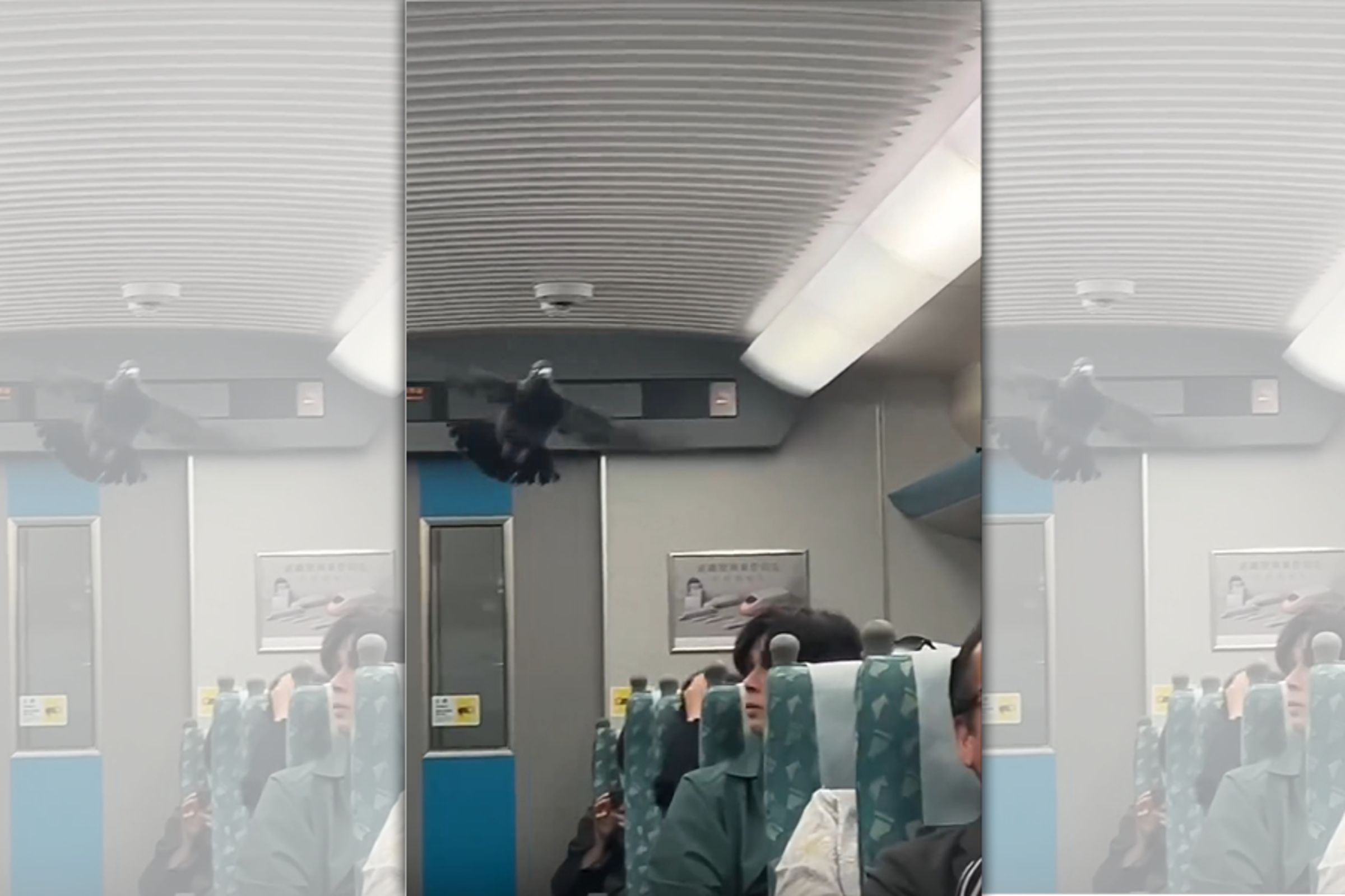 一名網友在Threads上分享鴿子在高鐵車廂振翅翱翔的驚人畫面。(翻攝Threads)