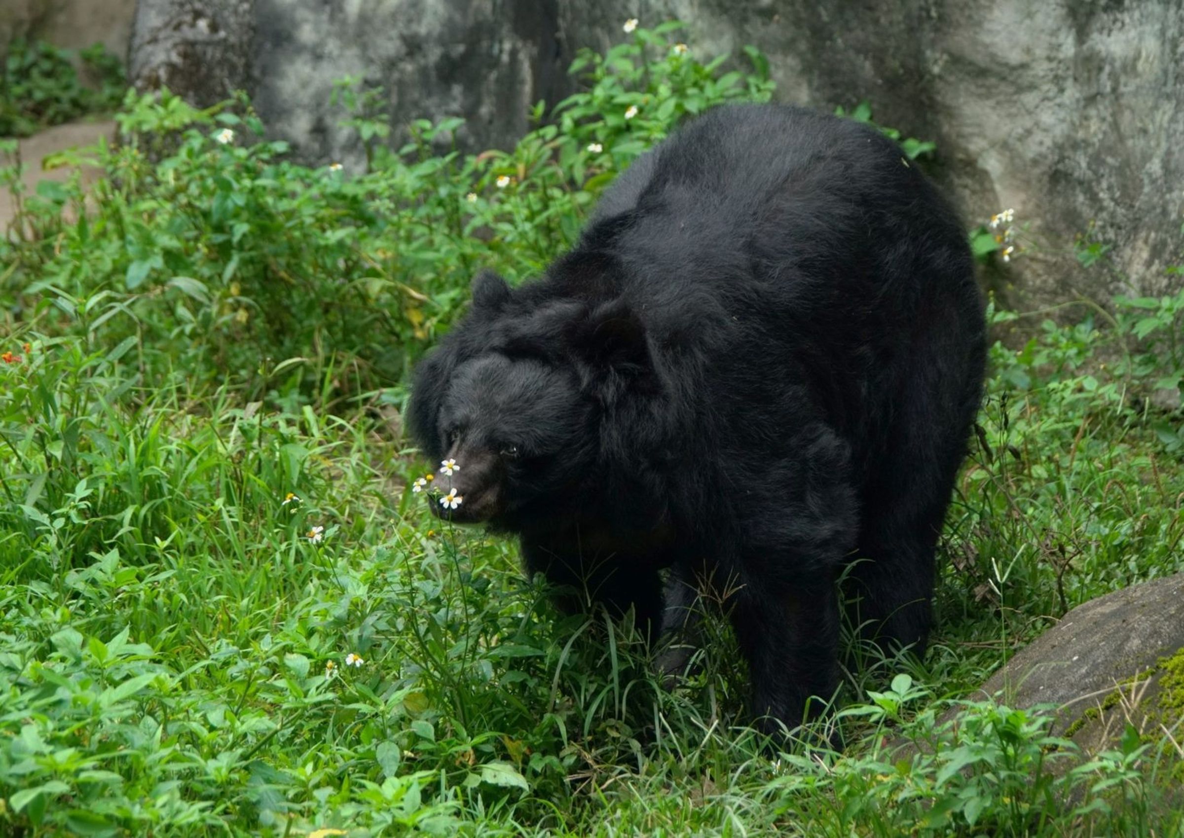 「小熊」於陪伴大家將近35個年頭、是動物園界紀錄最老的亞洲黑熊。(台北市立動物園提供)