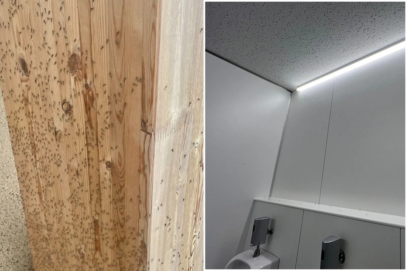 噁爆慎入！大阪世博已被蟲蟲佔領佔滿，主辦單位要噴藥了。（翻攝X @monja_mr、@joseperojapones）